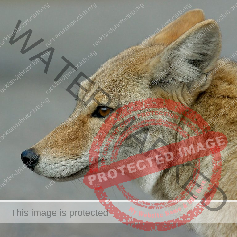185 Joseph Neuwirth_Animals SALON COLOR_A coyote at Bear mountain_Award