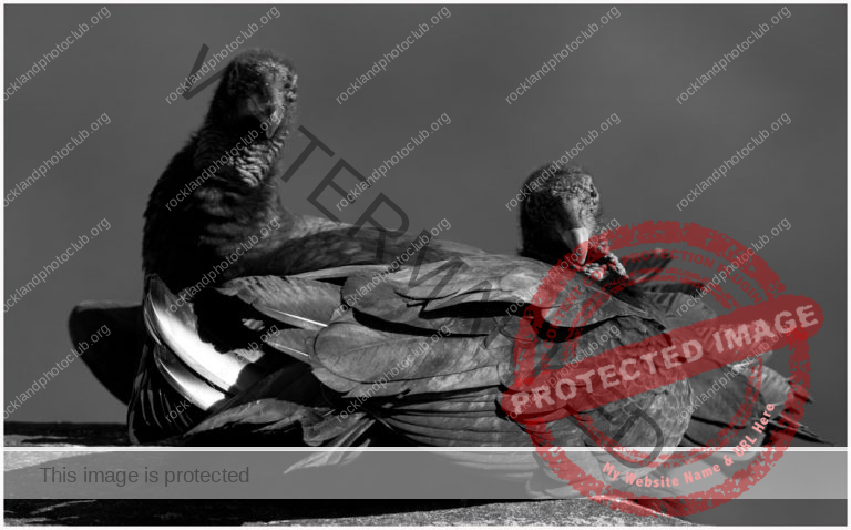 264 Ami Zohar_Animals ADVANCED MONOCHROME_Black Vultures At Rest_Award