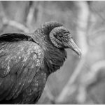 275 James Wanamaker_Animals ADVANCED MONOCHROME_Black Vulture_Honorable Mention
