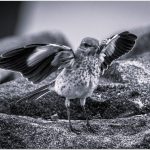 275 James Wanamaker_Animals ADVANCED MONOCHROME_Ready to Fly !_Honorable Mention