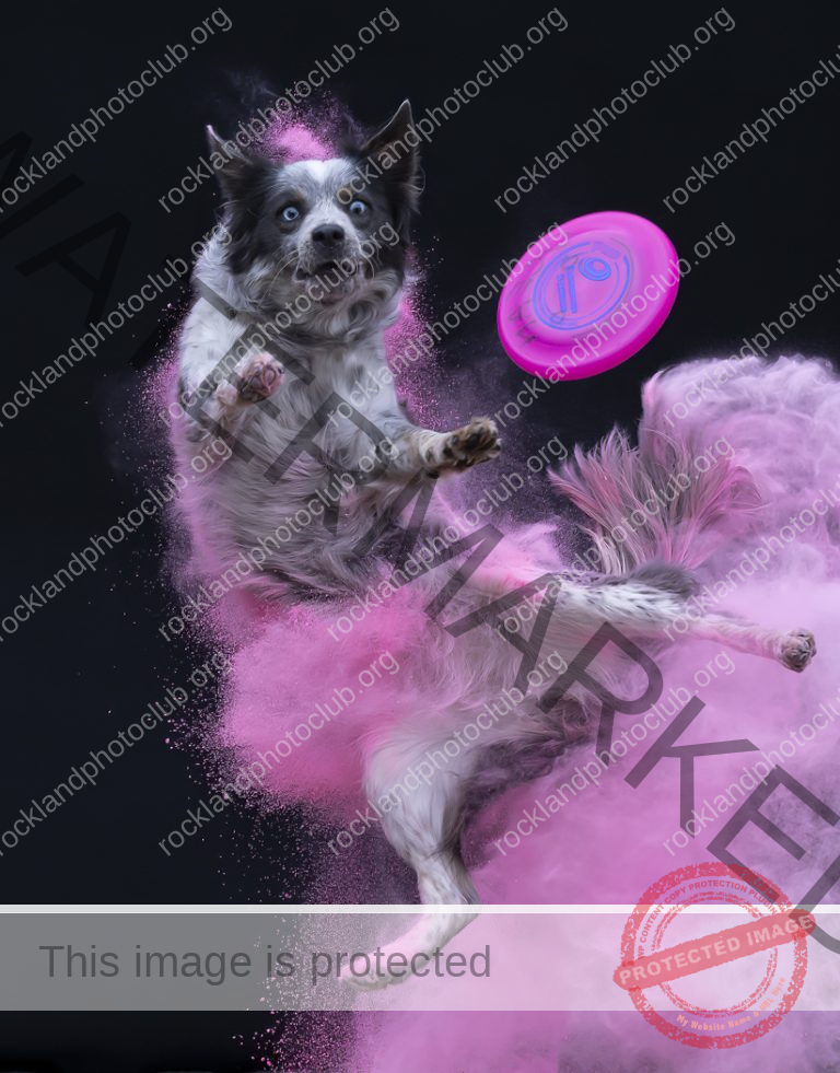 165 Colette Cannataro_End of the Year SALON COLOR_Powdered Frisbee Fetch_FIRST PLACE