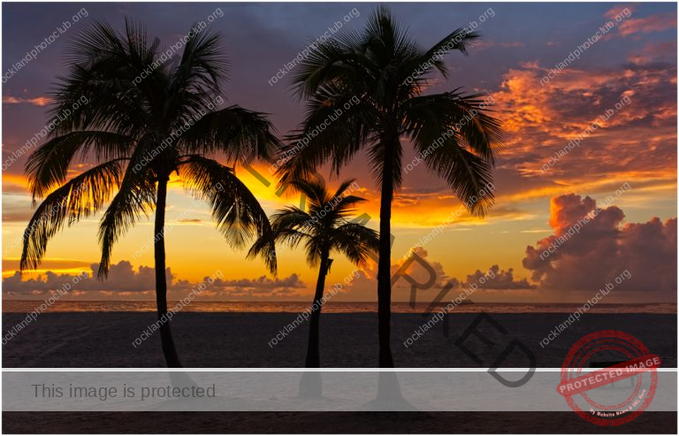 264 Ami Zohar_End of the Year ADVANCED COLOR_Sunrise and Palm Trees_THIRD PLACE