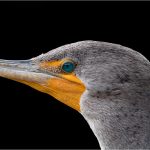 300 Gedalya Rapoport_Minimal SALON COLOR_Cormorant_Honorable Mention