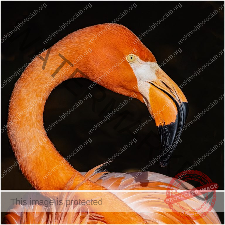 256 Jan Nazalewicz_Compositional Elements SALON COLOR_Flamingo_Award