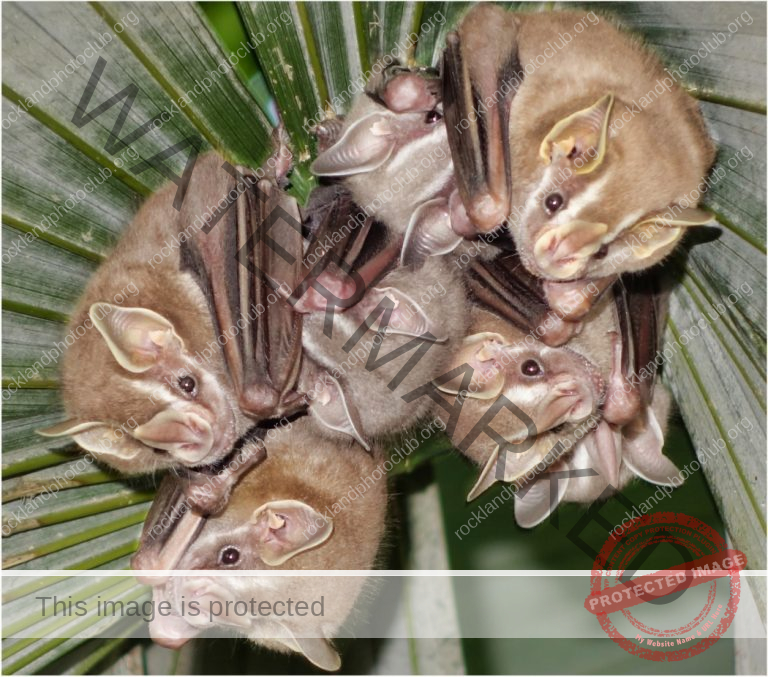 333 Ira Schieren_Compositional Elements ADVANCED COLOR_Baby Bats surounded by leaves of home_Award