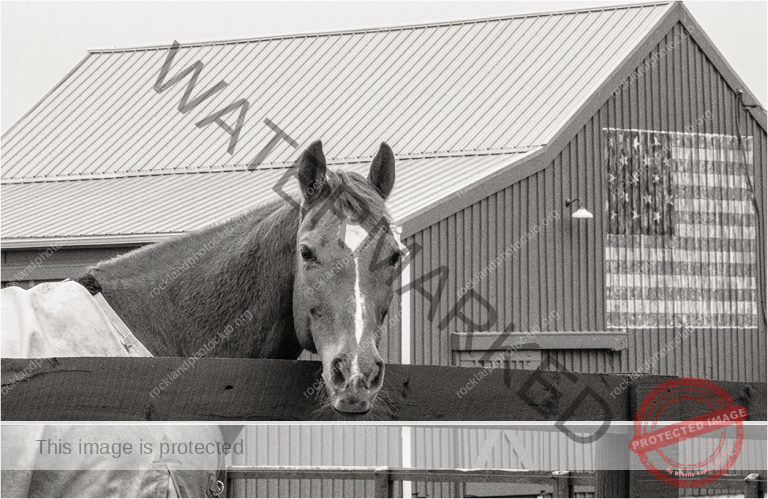 335 TIna Traster_Compositional Elements ADVANCED MONOCHROME_Horse at the Barn_Award