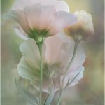 182 Lori Henderson_Macro Close Up SALON COLOR_Dreamy and Soft_Honorable Mention