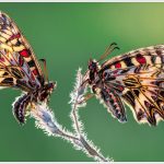 185 Joseph Neuwirth_Macro Close Up SALON COLOR_Butterfly_Honorable Mention