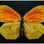 185 Joseph Neuwirth_Macro Close Up SALON COLOR_Unreal_Honorable Mention