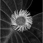 199-Barbara-Socor_Macro-Close-Up-SALON-MONOCHROME_Target-Practice_Honorable-Mention