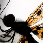 253 Csaba Vadasz_Macro Close Up ADVANCED COLOR_CELITHEMIS ELISA_Honorable Mention