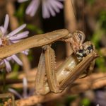 253-Csaba-Vadasz_Macro-Close-Up-ADVANCED-COLOR_Predator_Honorable-Mention