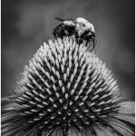 256 Jan Nazalewicz_Macro Close Up SALON MONOCHROME_At the top of the hill_Honorable Mention