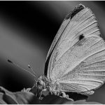 256 Jan Nazalewicz_Macro Close Up SALON MONOCHROME_Butterfly at rest_Honorable Mention