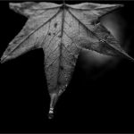 261 Peter Kontos_Macro Close Up ADVANCED MONOCHROME_Leaf In The Woods_Honorable Mention