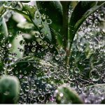 262 Linda Kontos_Macro Close Up SALON COLOR_Web of Rain_Honorable Mention