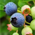 263 Evelyn Portnaya_Macro Close Up SALON COLOR_Blueberries_Honorable Mention