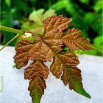 263 Evelyn Portnaya_Macro Close Up SALON COLOR_Leaf_Honorable Mention