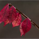 264-Ami-Zohar_Macro-Close-Up-ADVANCED-COLOR_Autumn-Leaves_Honorable-Mention