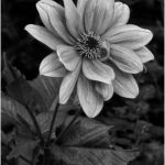 264-Ami-Zohar_Macro-Close-Up-ADVANCED-MONOCHROME_Spring-Bloom_Honorable-Mention