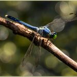 275 James Wanamaker_Macro Close Up ADVANCED COLOR_DragonFly_Honorable Mention