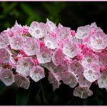275 James Wanamaker_Macro Close Up ADVANCED COLOR_Mountain Laurel_Honorable Mention