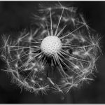 275 James Wanamaker_Macro Close Up ADVANCED MONOCHROME_Dandelion_Honorable Mention