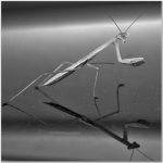 275 James Wanamaker_Macro Close Up ADVANCED MONOCHROME_Praying Mantis_Honorable Mention