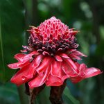 283 Patricia Landi_Macro Close Up ADVANCED COLOR_Tropical Flame_Honorable Mention