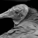 283 Patricia Landi_Macro Close Up ADVANCED MONOCHROME_Im Watching You_Honorable Mention