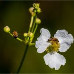 300 Gedalya Rapoport_Macro Close Up SALON COLOR_Early at work_Honorable Mention