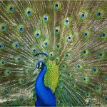 300 Gedalya Rapoport_Macro Close Up SALON COLOR_Royalty_Honorable Mention