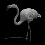 300 Gedalya Rapoport_Macro Close Up SALON MONOCHROME_Flamingo_Honorable Mention