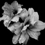 309 Catalina Palma-Alter_Macro Close Up BEGINNER MONOCHROME_After the Rain_Honorable Mention