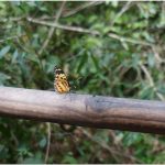 317 Nathan Simon_Macro Close Up BEGINNER COLOR_Butterfly_Honorable Mention