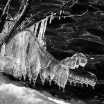 328 Amnon Halfi_Macro Close Up ADVANCED MONOCHROME_Icy caterpillar_Honorable Mention