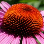 333 Ira Schieren_Macro Close Up ADVANCED COLOR_Explodeing Cone flower_Honorable Mention