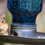 335 TIna Traster_Macro Close Up ADVANCED COLOR_Chips Lunch_Honorable Mention