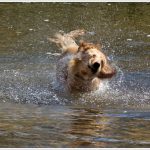 185 Joseph Neuwirth_Motion SALON COLOR_Dog fun_Honorable Mention
