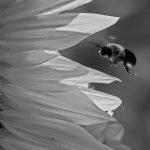 328 Amnon Halfi_Motion ADVANCED MONOCHROME_Buzzing into the sunflower_Honorable Mention