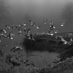 328 Amnon Halfi_Motion ADVANCED MONOCHROME_Foggy morning chase for food_Honorable Mention