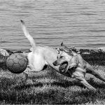 335 TIna Traster_Motion ADVANCED MONOCHROME_Dog with a Ball_Honorable Mention