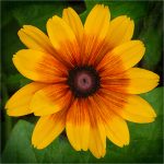 105 Pam Grafstein_All Things Considered Square Crop SALON COLOR_Cheer_Honorable Mention