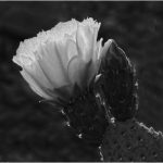 264-Ami-Zohar_All-Things-Considered-Square-Crop-ADVANCED-MONOCHROME_Cactus-Blossom_Honorable-Mention