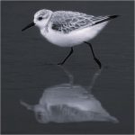 300 Gedalya Rapoport_All Things Considered Square Crop SALON MONOCHROME_Promenage_Honorable Mention