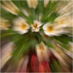 304 Tom McGrath_All Things Considered Square Crop SALON COLOR_Allysum_Honorable Mention