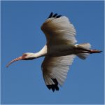 278 Jessica Bowen Ossa_All Things Considered Square Crop ADVANCED COLOR_White Flight_Honorable Mention