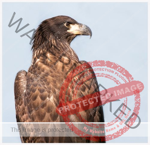 264 Ami Zohar_All Things Considered ADVANCED COLOR_Juvenile Bald Eagle