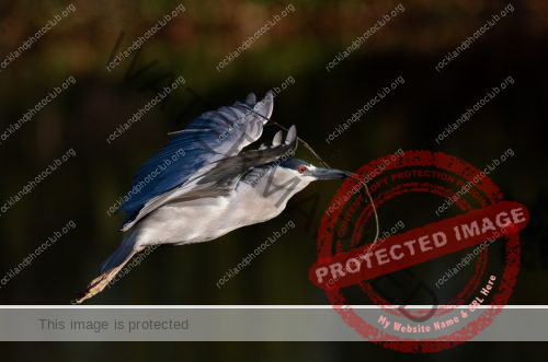 300 Gedalya Rapoport_All Things Considered ADVANCED COLOR_Black Crowned Night Heron
