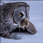Sasa Lin - Grey Owl Hunting - Honorable Mention